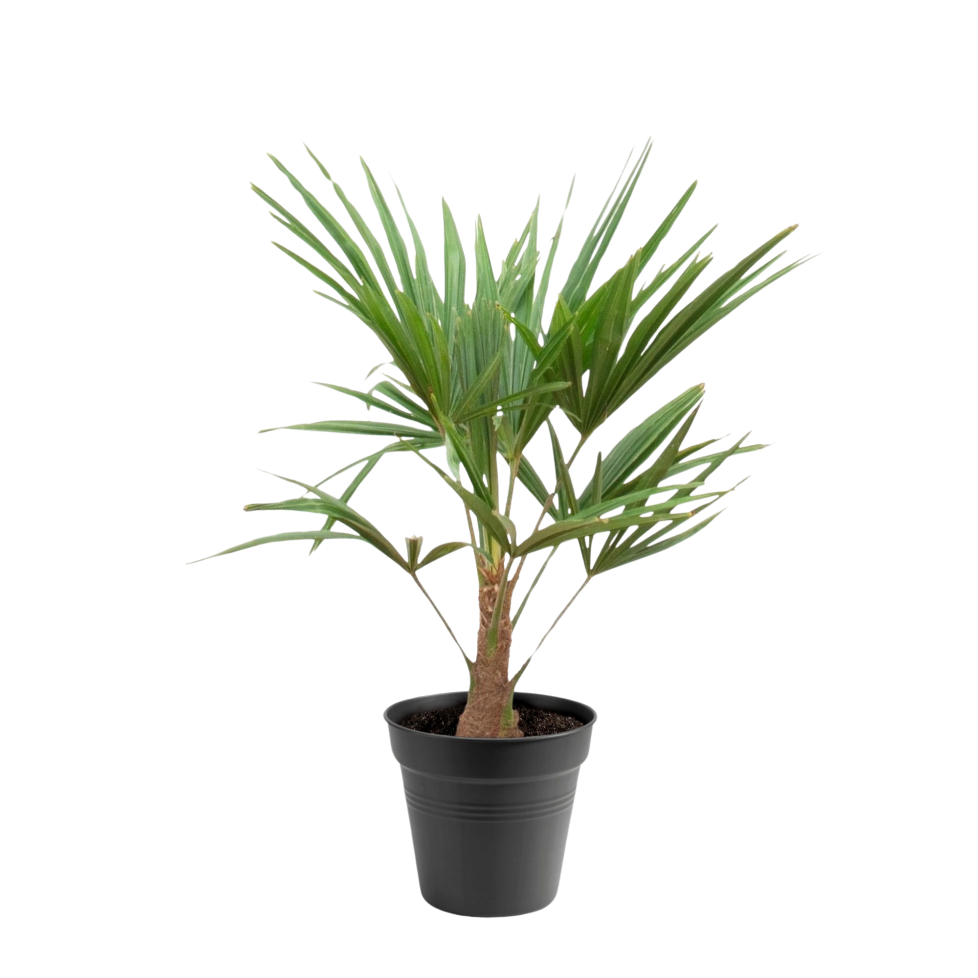 Trachycarpus Fortuneii