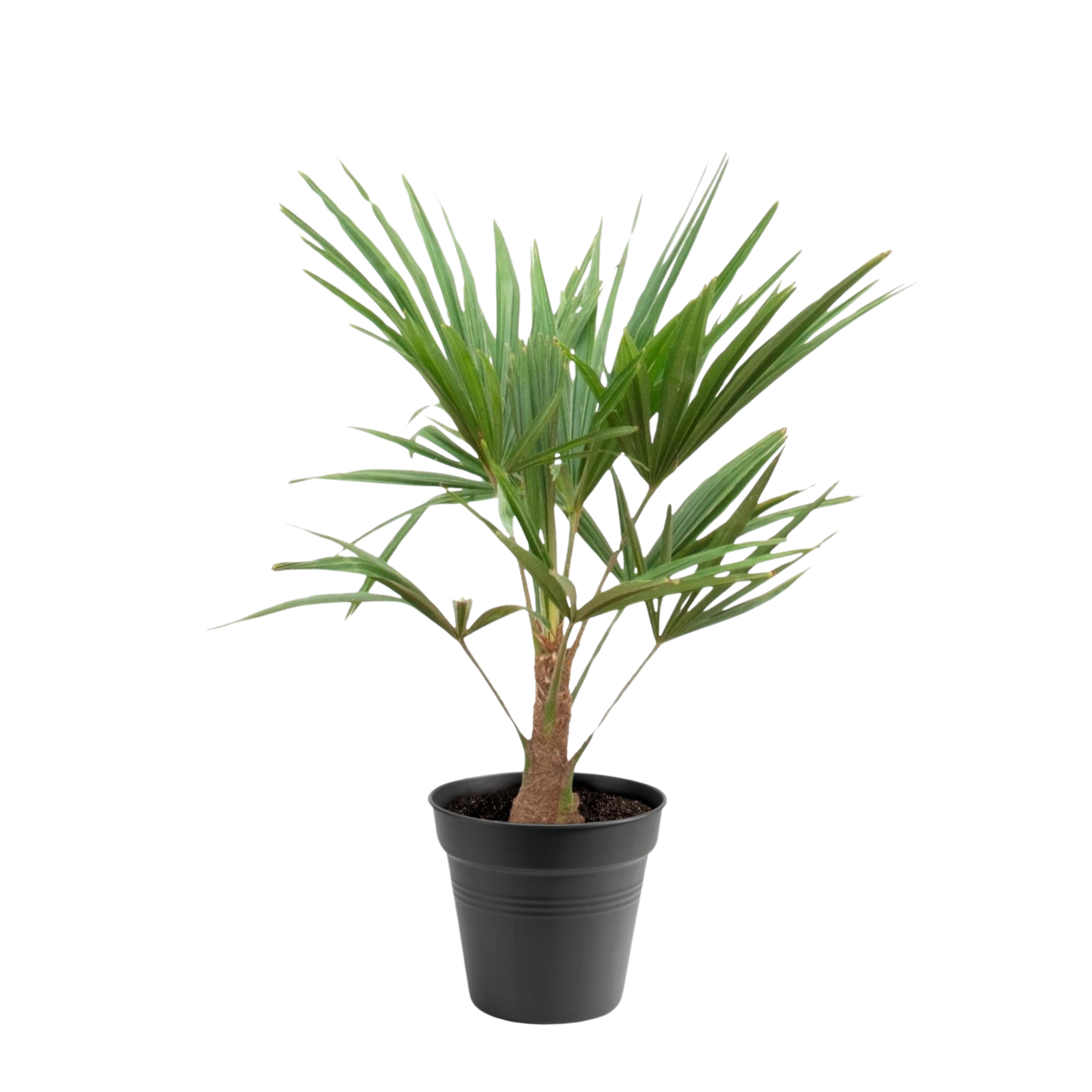 Trachycarpus Fortuneii