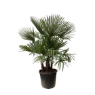 Trachycarpus multi stam