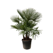 Trachycarpus multi stam