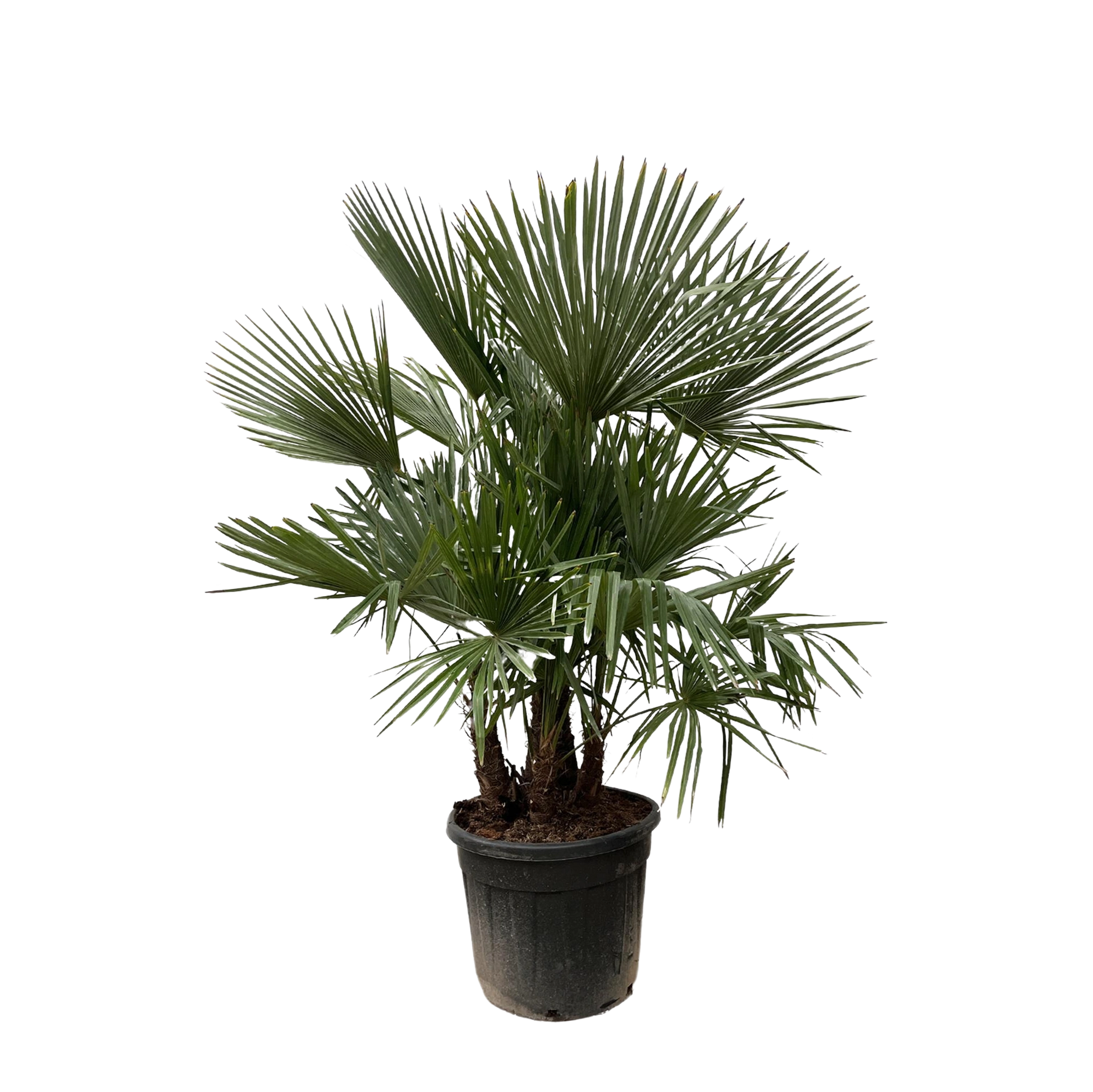 Trachycarpus multi stam