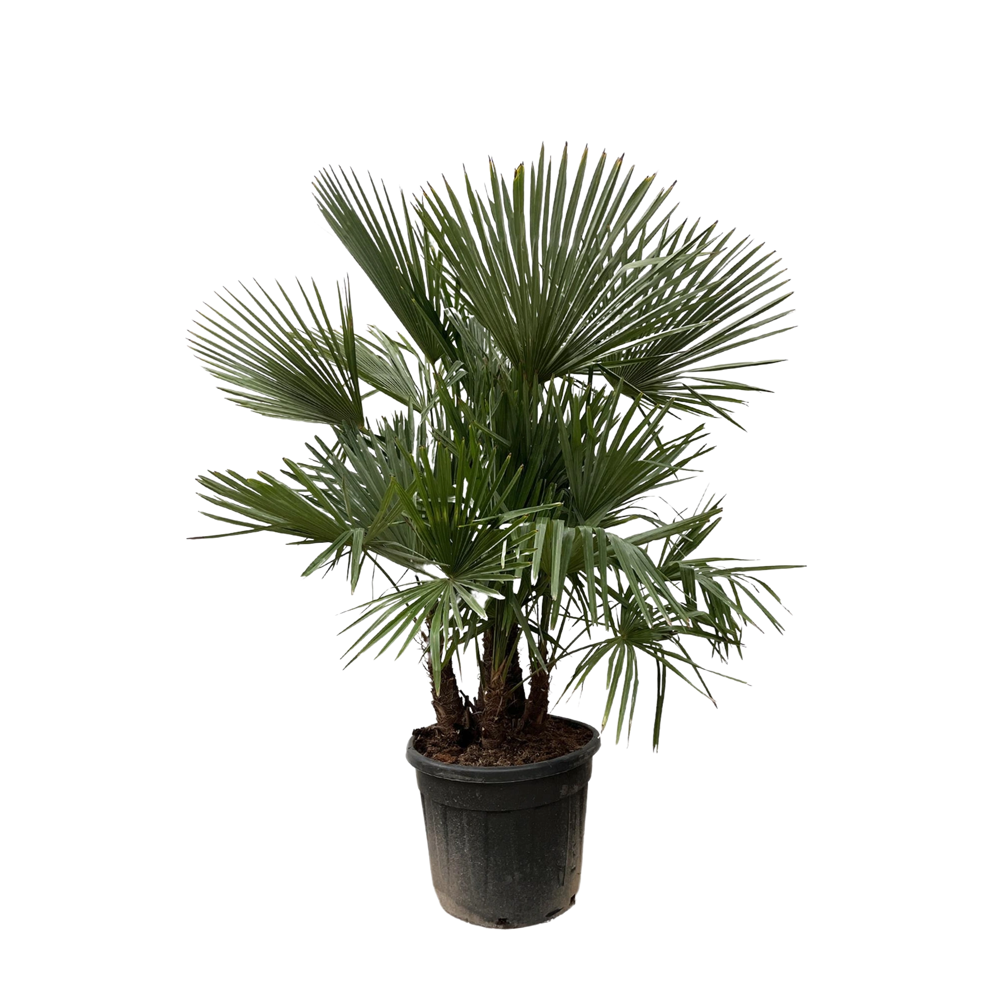 Trachycarpus multi stam