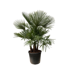 Trachycarpus multi stam