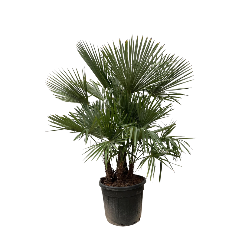 Trachycarpus multi stam