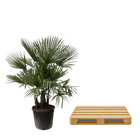Trachycarpus multi stam