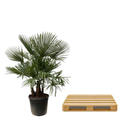 Trachycarpus multi stam