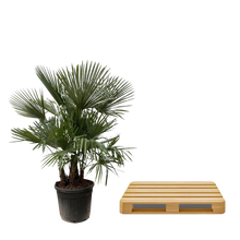 Trachycarpus multi stam