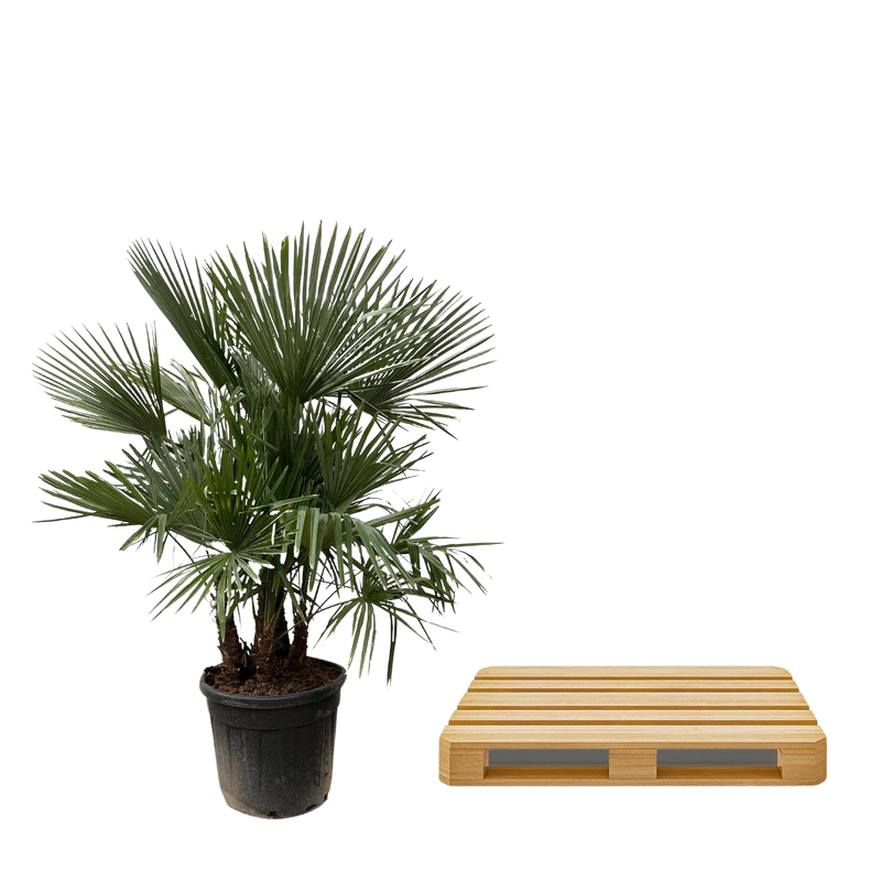 Trachycarpus multi stam