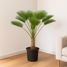 Trachycarpus wagnerianus