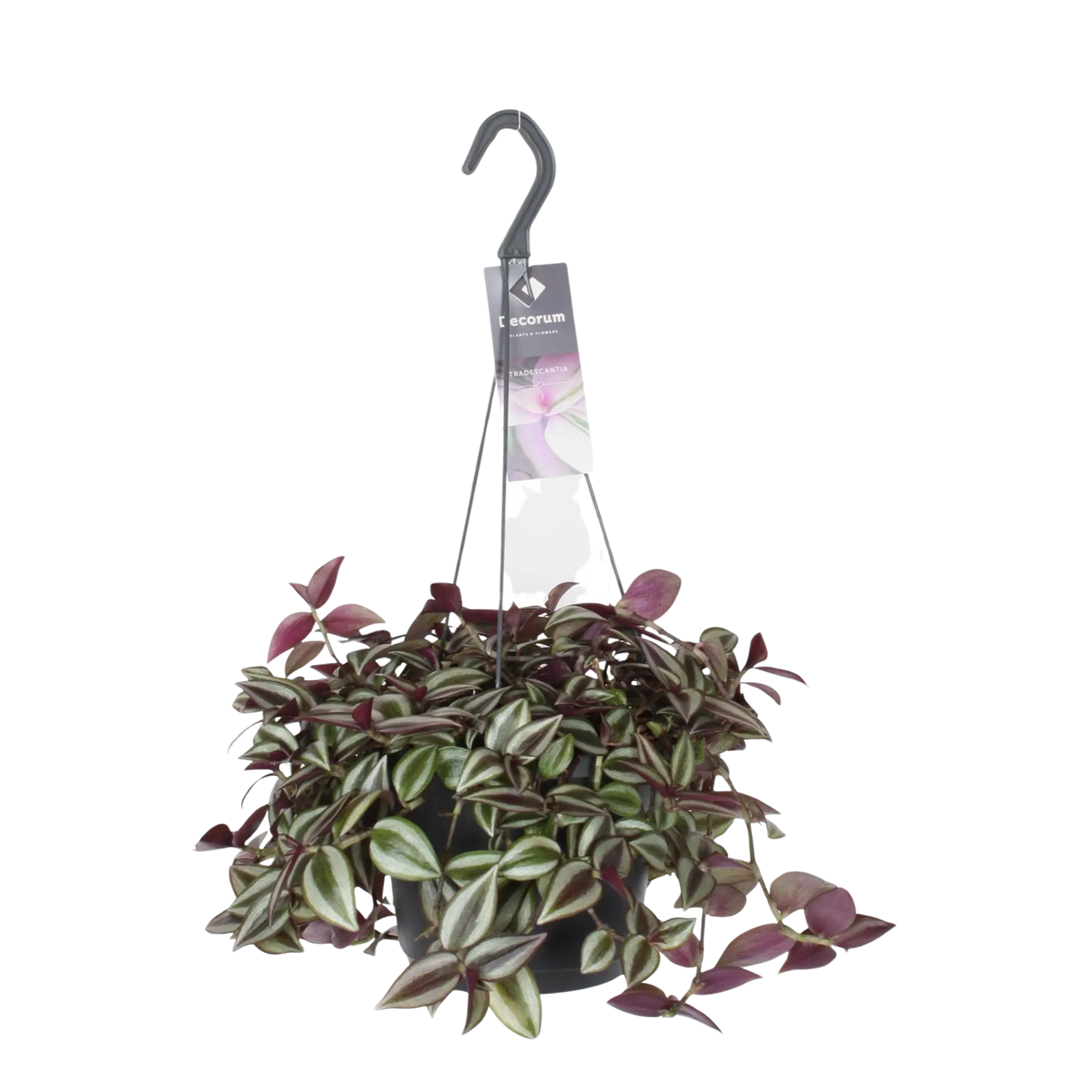 Tradescantia Zebrina Purpusii Everspring