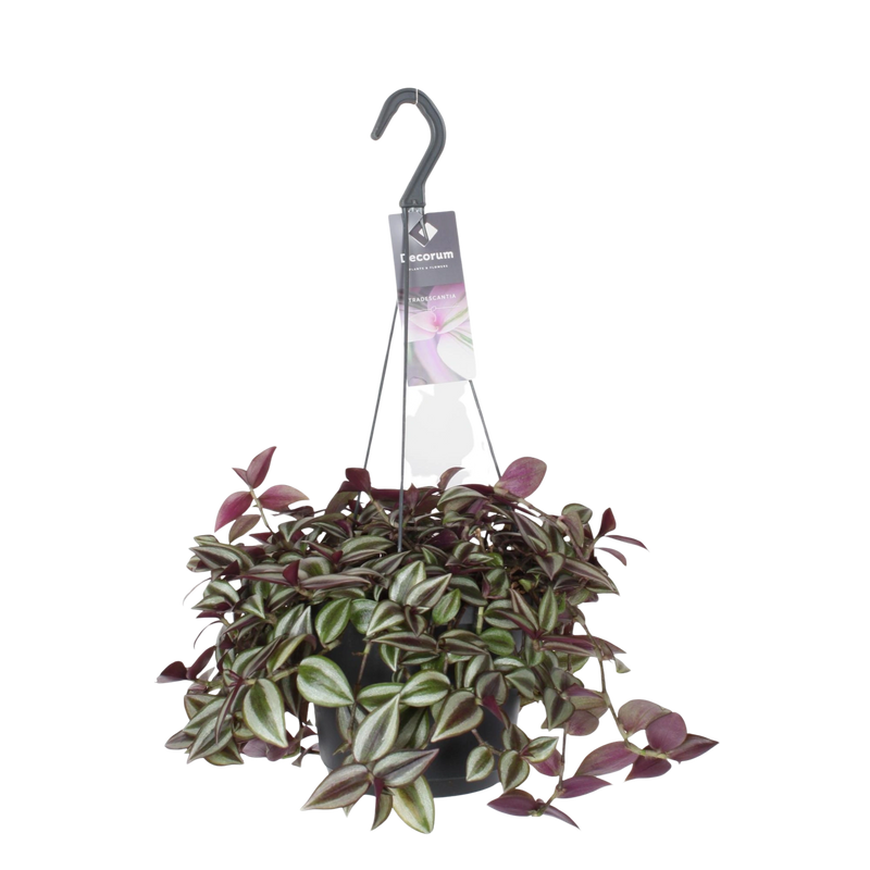 Tradescantia Zebrina Purpusii