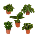 Verrassingsbox – 5 Kamerplanten