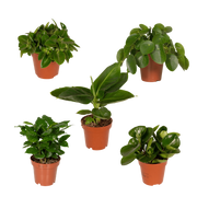 Verrassingsbox – 5 Kamerplanten