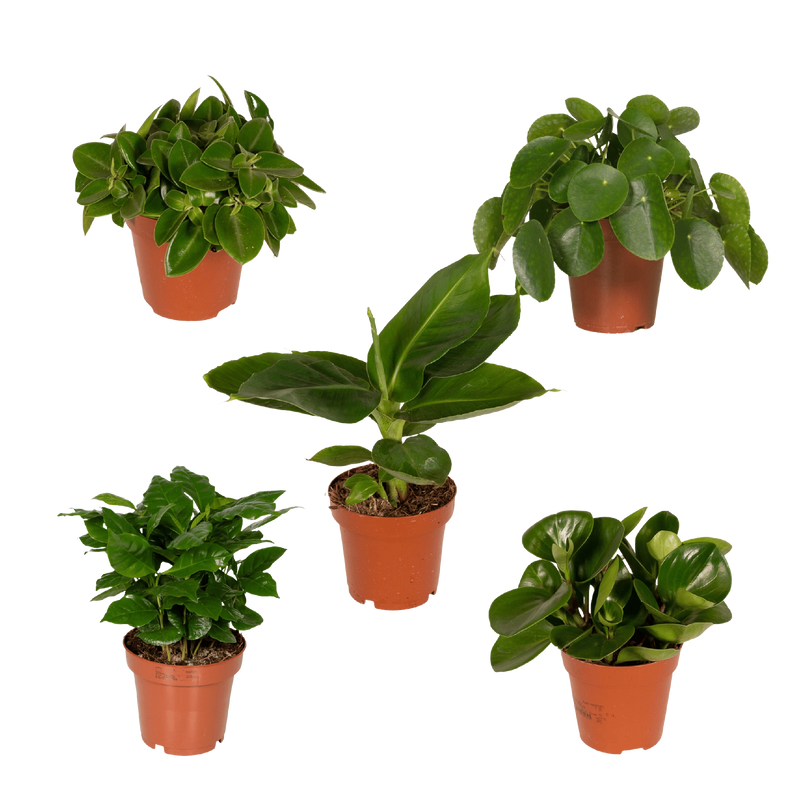 Verrassingsbox – 5 Kamerplanten