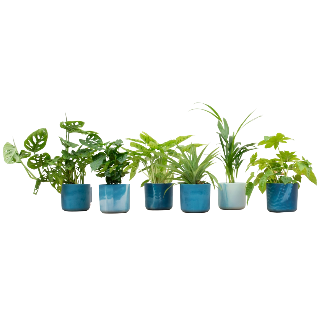Verrassingsbox met 6 Planten & Elho Vibes Pot (Atlantisch blauw)