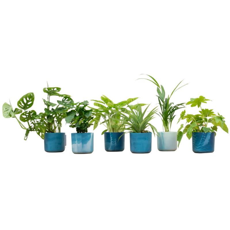 Verrassingsbox met 6 Planten & Elho Vibes Pot (Atlantisch blauw)
