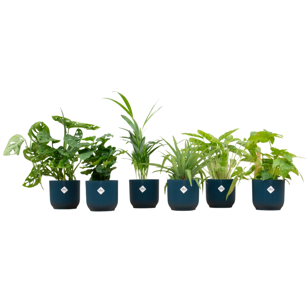 Verrassingsbox met 6 Planten & Elho Vibes Pot (Blauw)