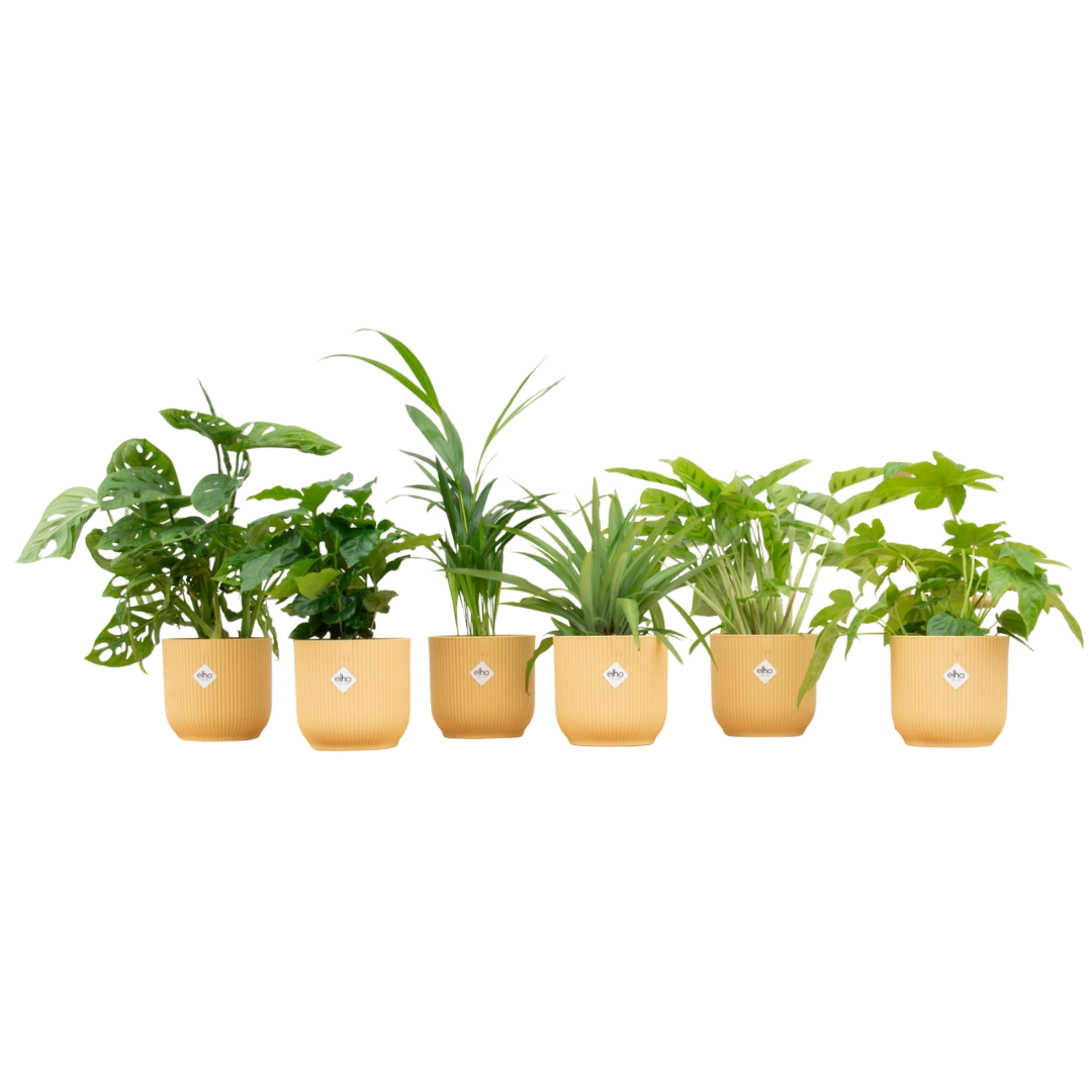 Verrassingsbox met 6 Planten & Elho Vibes Pot (Botergeel)