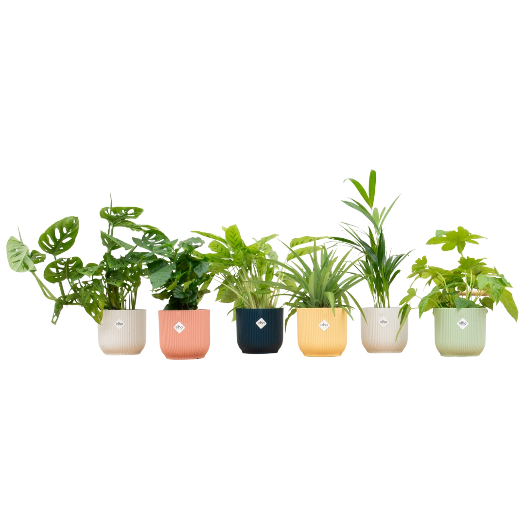 Verrassingsbox met 6 Planten & Elho Vibes Pot (Kleurenmix)