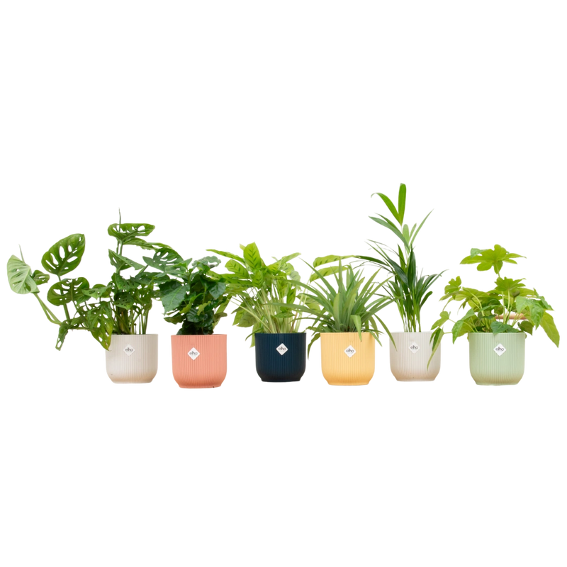 Verrassingsbox met 6 Planten & Elho Vibes Pot (Kleurenmix)