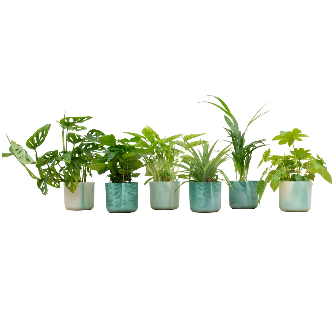 Verrassingsbox met 6 Planten & Elho Vibes Pot (Pacifisch groen)