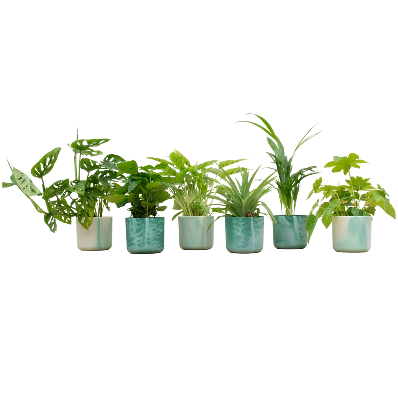Verrassingsbox met 6 Planten & Elho Vibes Pot (Pacifisch groen)