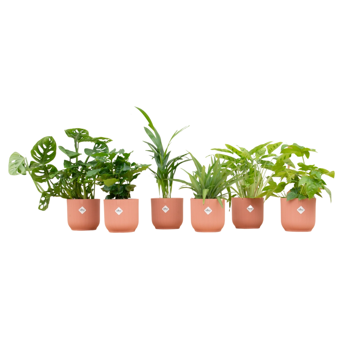 Verrassingsbox met 6 Planten & Elho Vibes Pot (Roze)