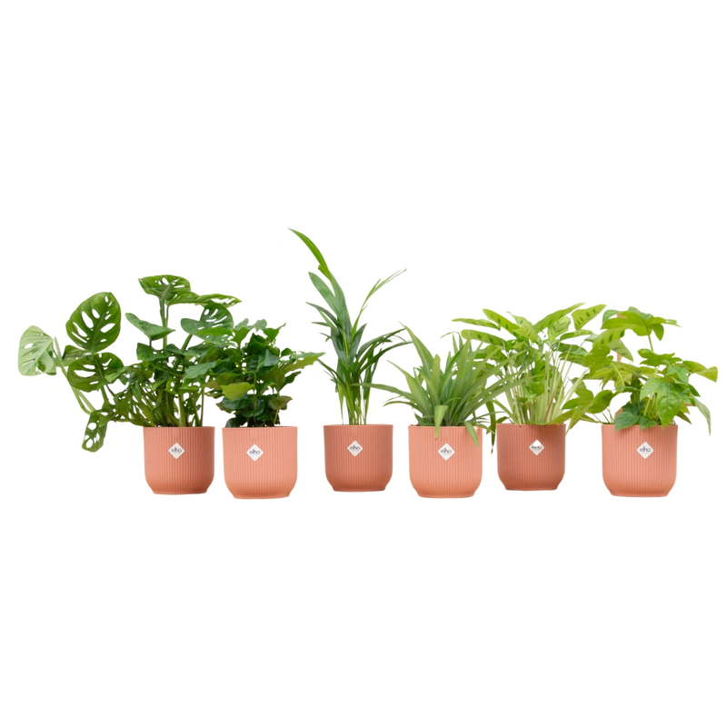 Verrassingsbox met 6 Planten & Elho Vibes Pot (Roze)