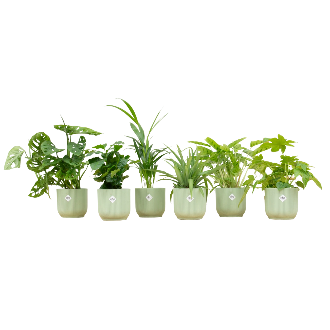 Verrassingsbox met 6 Planten & Elho Vibes Pot (Sorbet groen)