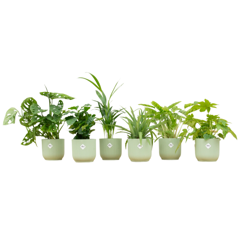 Verrassingsbox met 6 Planten & Elho Vibes Pot (Sorbet groen)