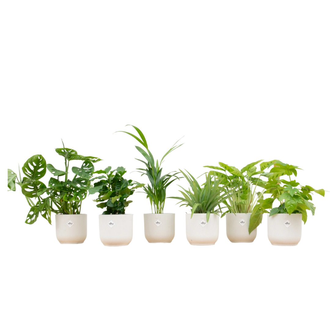 Verrassingsbox met 6 Planten & Elho Vibes Pot (Wit)