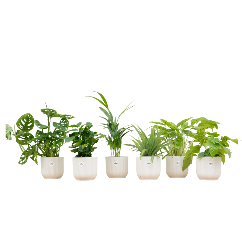 Verrassingsbox met 6 Planten & Elho Vibes Pot (Wit)