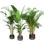 Voordeelpakket XXL – Kentia, Strelitzia Nicolai & Areca