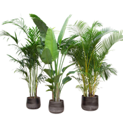 Voordeelpakket XXL – Kentia, Strelitzia Nicolai & Areca