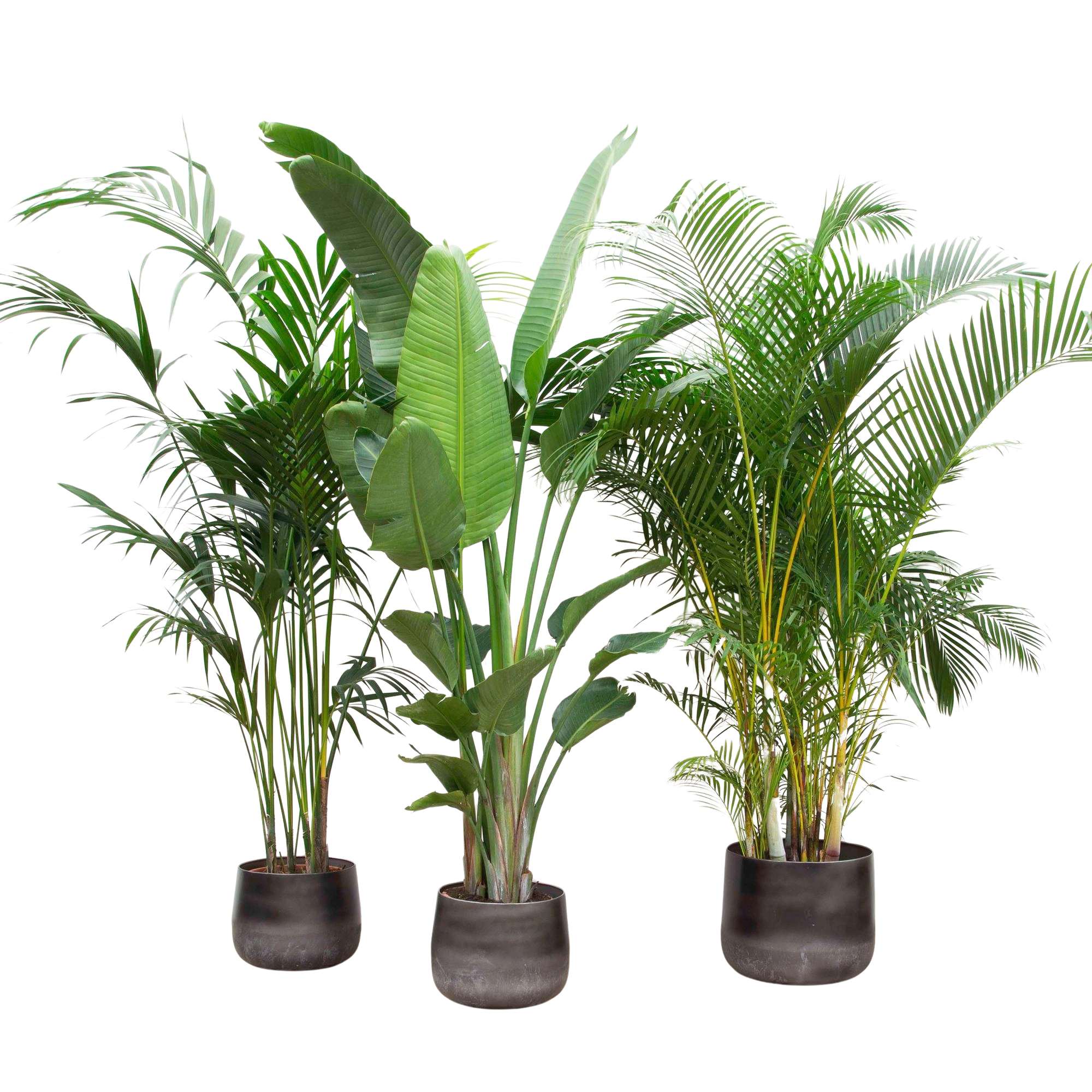 Voordeelpakket XXL – Kentia, Strelitzia Nicolai & Areca