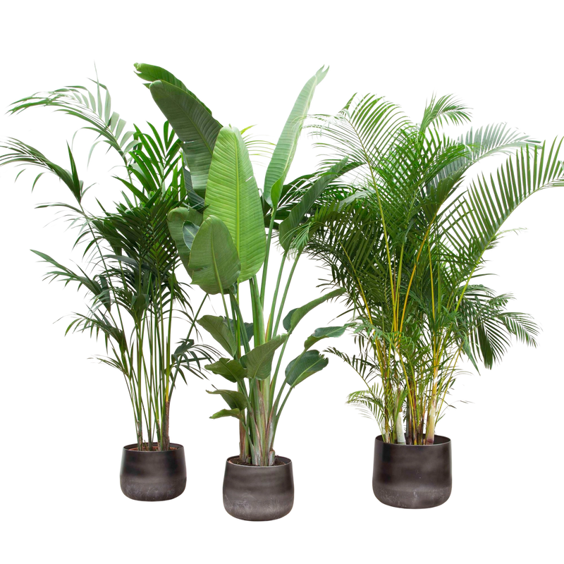 Voordeelpakket XXL – Kentia, Strelitzia Nicolai & Areca