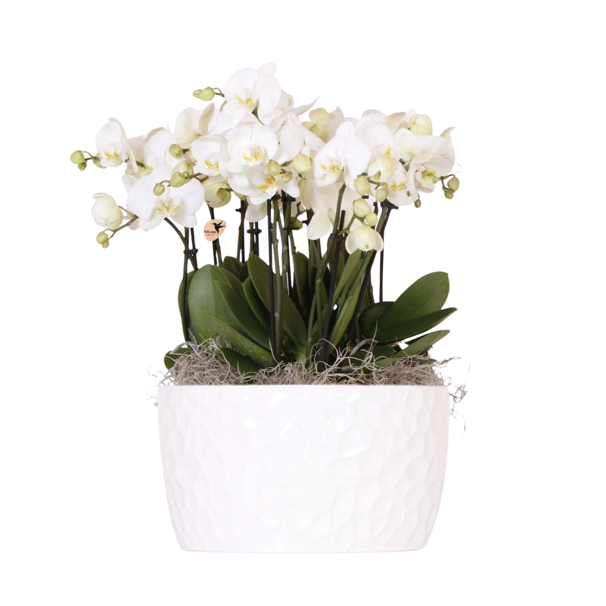 Witte Orchideeënset – Honey Dish met Waterreservoir