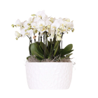 Witte Orchideeënset – Honey Dish met Waterreservoir