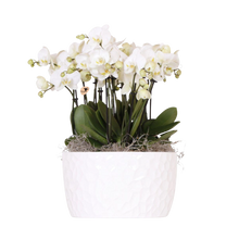 Witte Orchideeënset – Honey Dish met Waterreservoir