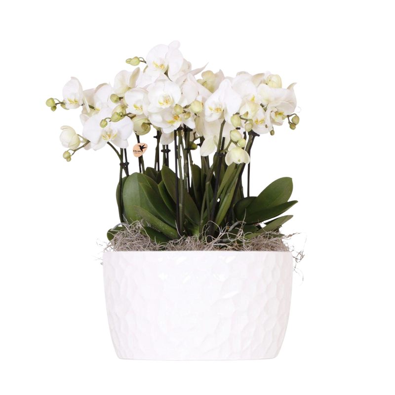 Witte Orchideeënset – Honey Dish met Waterreservoir