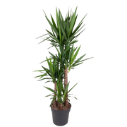 Yucca Elephantipe Everspring