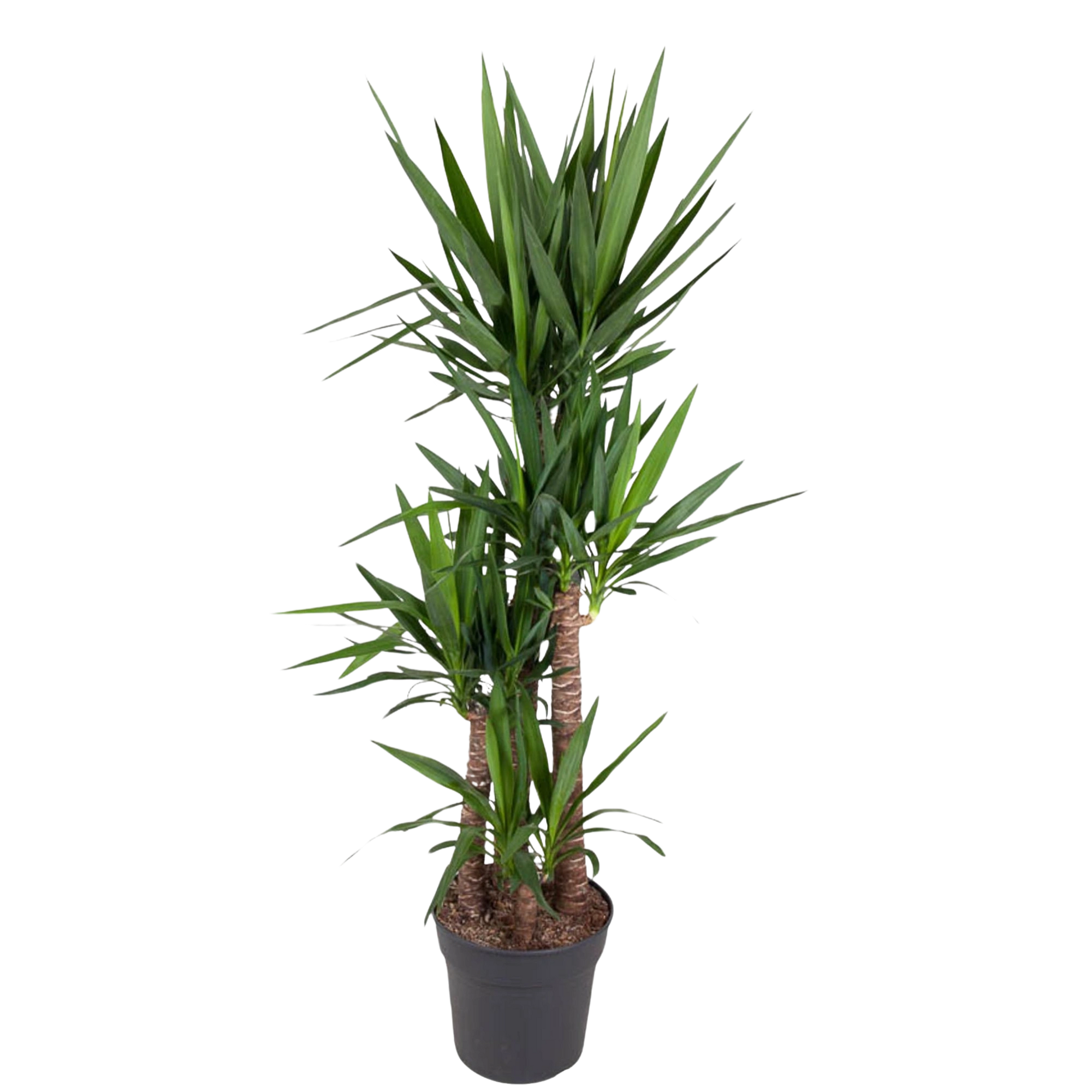 Yucca Elephantipe