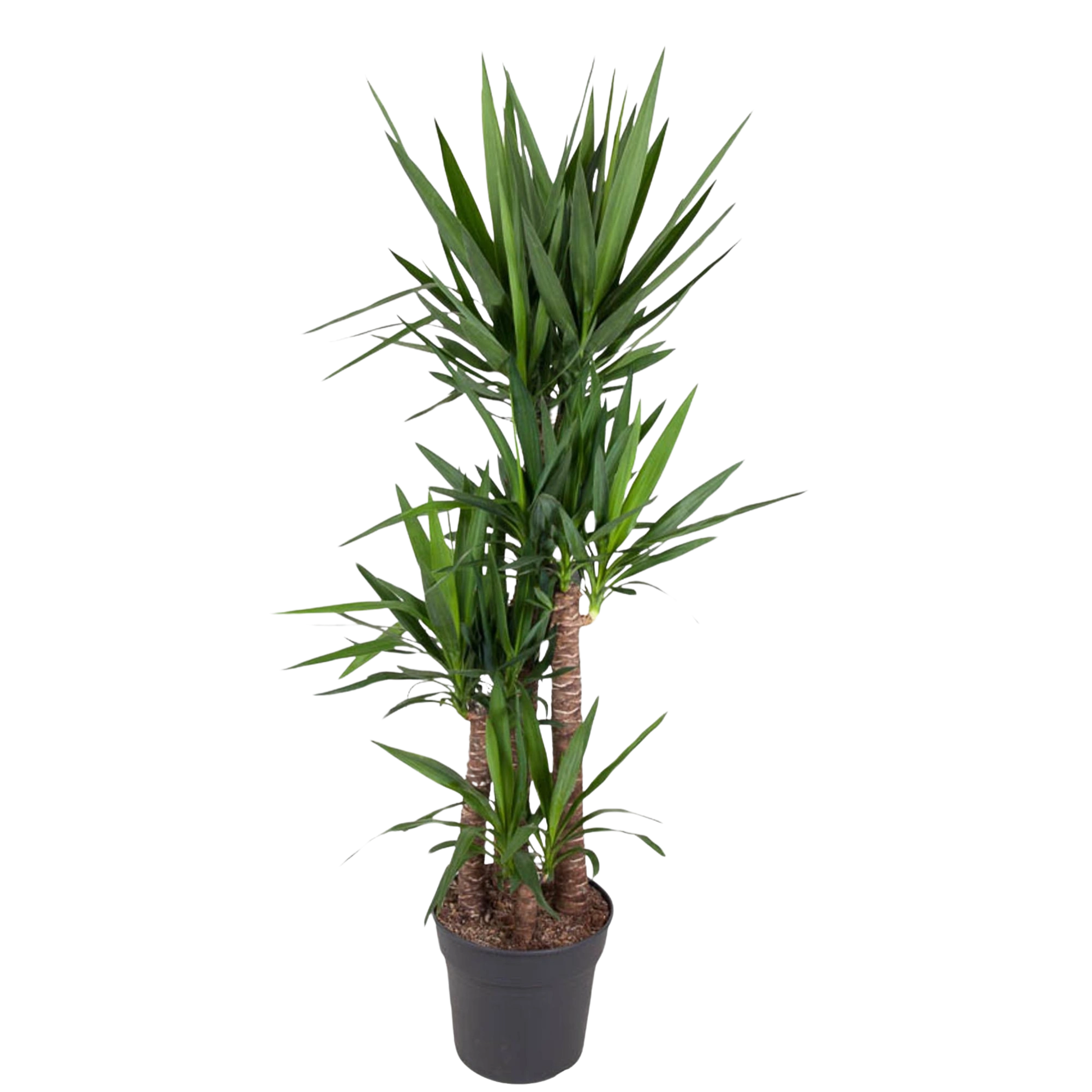 Yucca Elephantipe