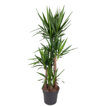 Yucca Elephantipe