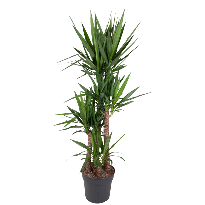 Yucca Elephantipe