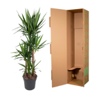 Yucca Elephantipe