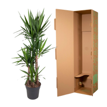 Yucca Elephantipe