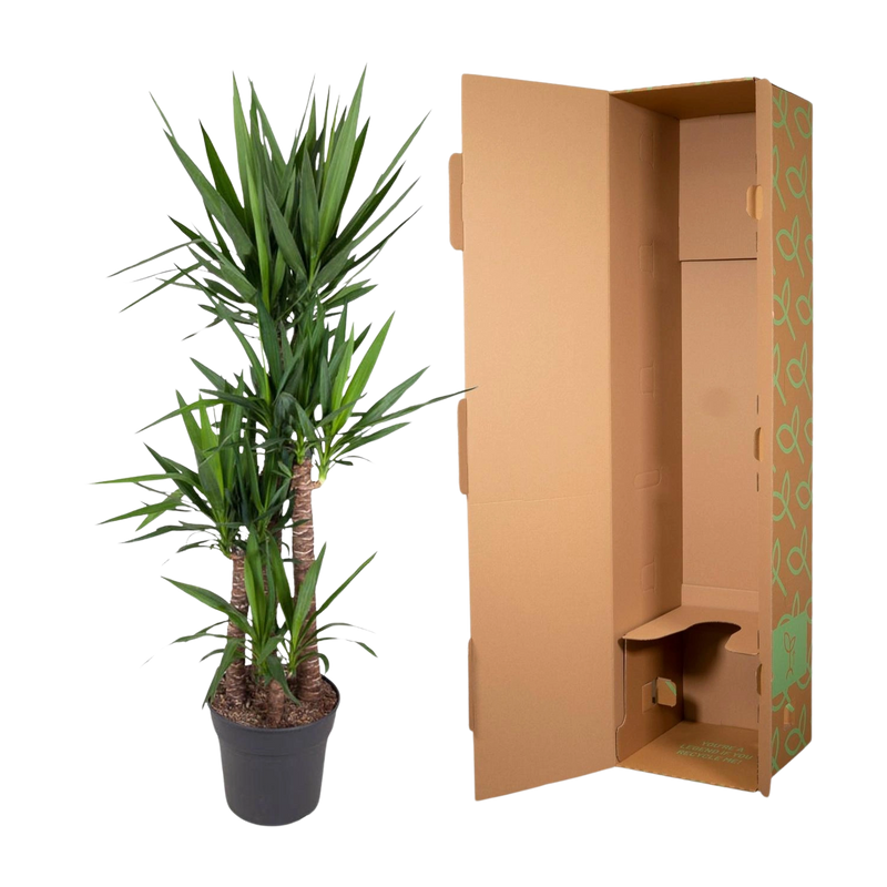 Yucca Elephantipe