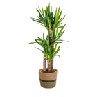 Yucca Elephantipes met mand