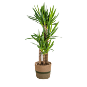 Yucca Elephantipes met mand